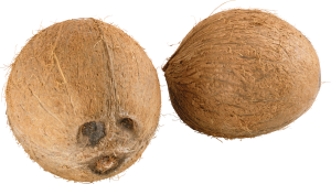 Coconut PNG image-9142